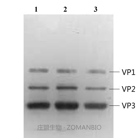 腺相关病毒技术服务ZC5000-图1.png