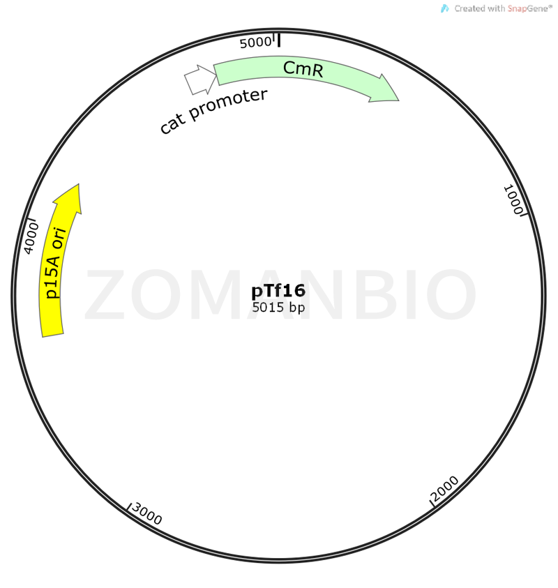 ZK332pTf16.png