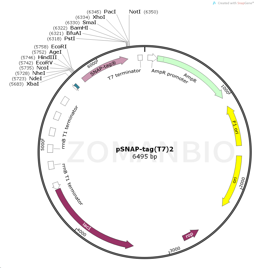 ZK342pSNAP-Tag(T7)2.png