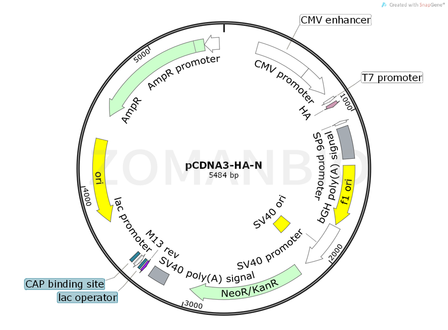 ZK345pCDNA3-HA-N.png