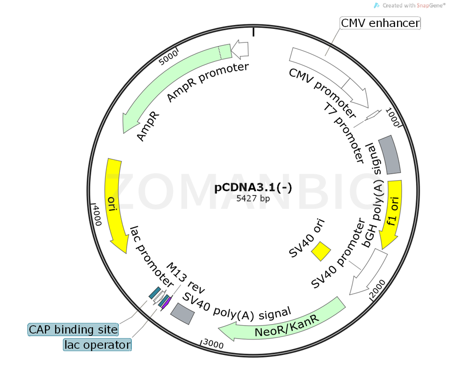 ZK346pCDNA3.1(-).png
