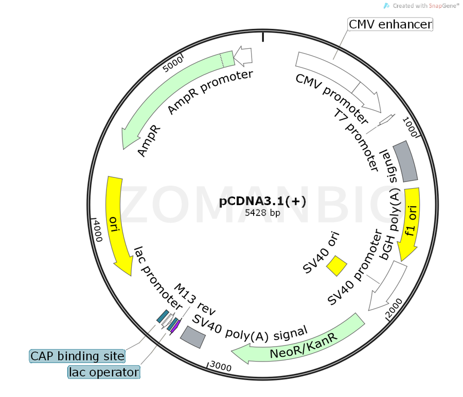 ZK347pCDNA3.1(+).png