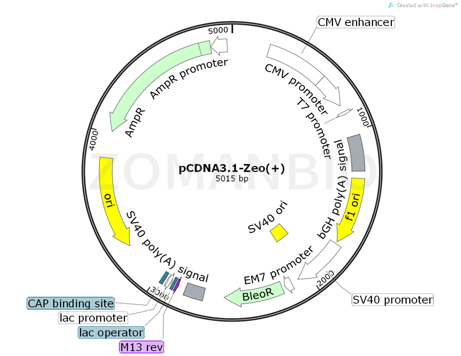 ZK348pCDNA3.1-Zeo(+).png