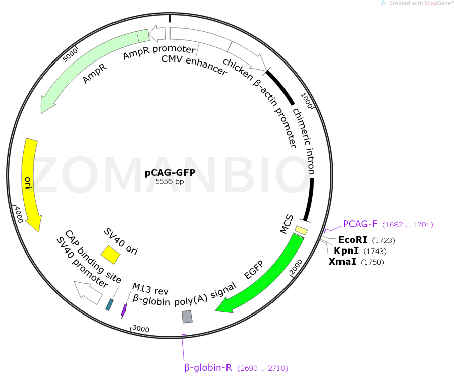 ZK398pCAG-GFP.png