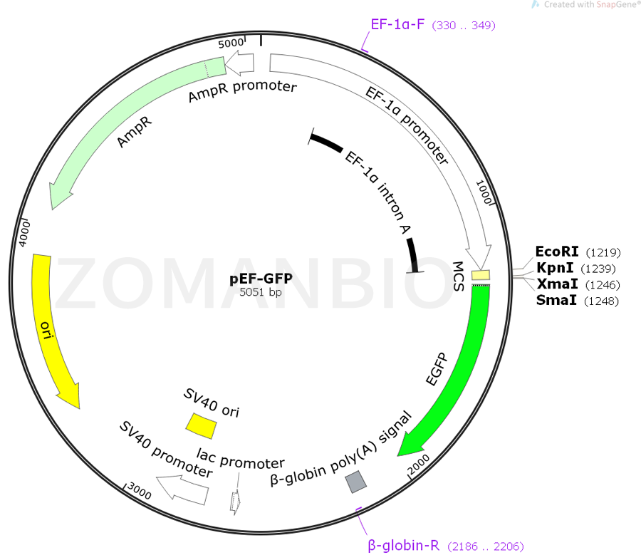 ZK404pEF-GFP.png