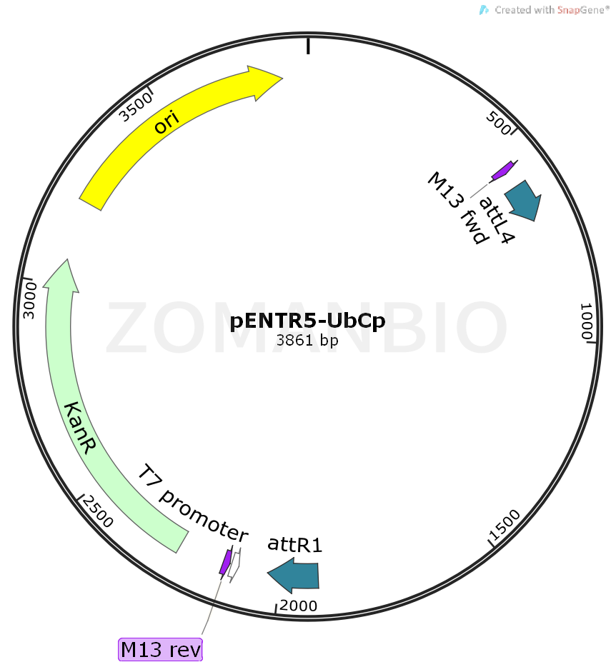 ZK408pENTR5-UbCp.png