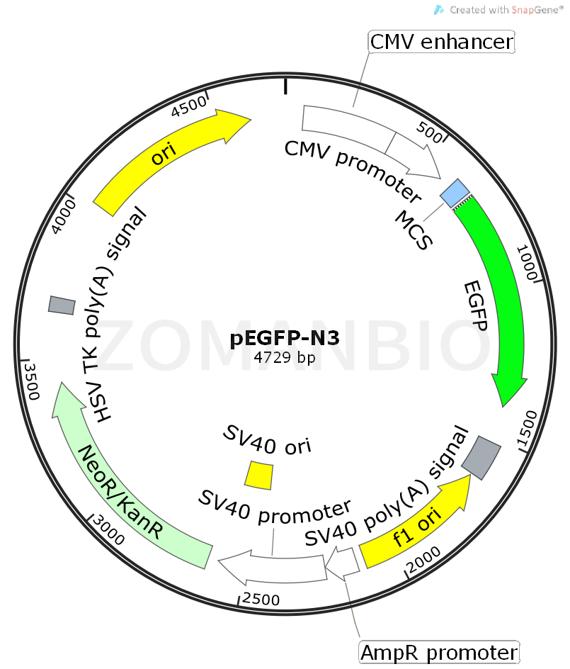 ZK413pEGFP-N3.png