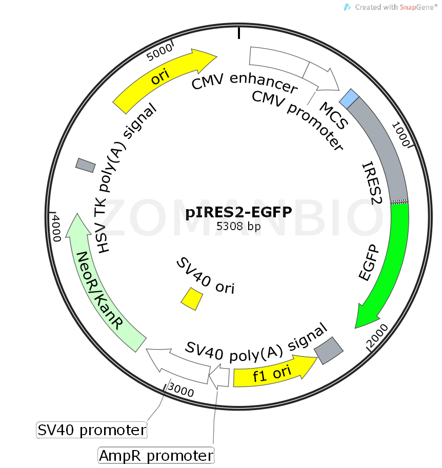 ZK427pIRES2-EGFP.png