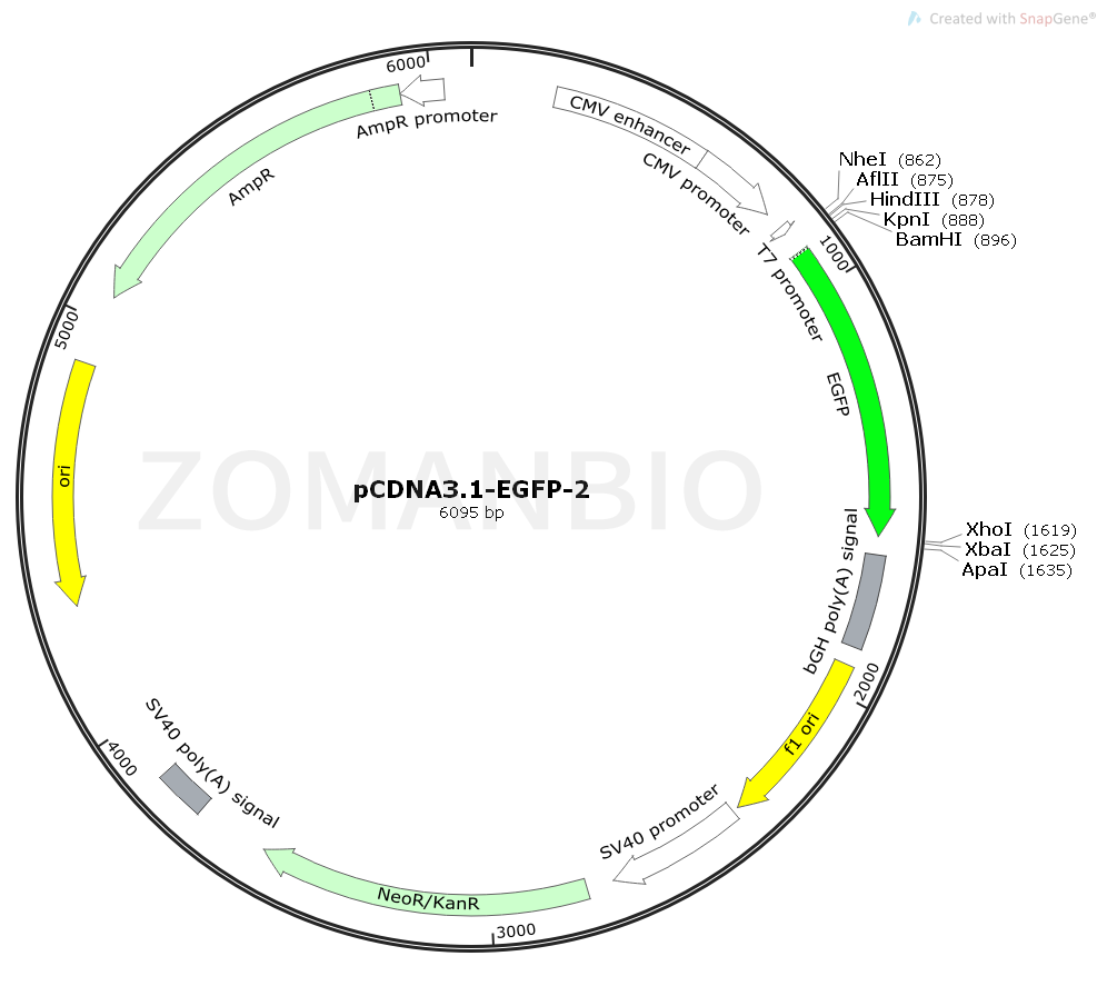 ZK431pCDNA3.1-EGFP②.png