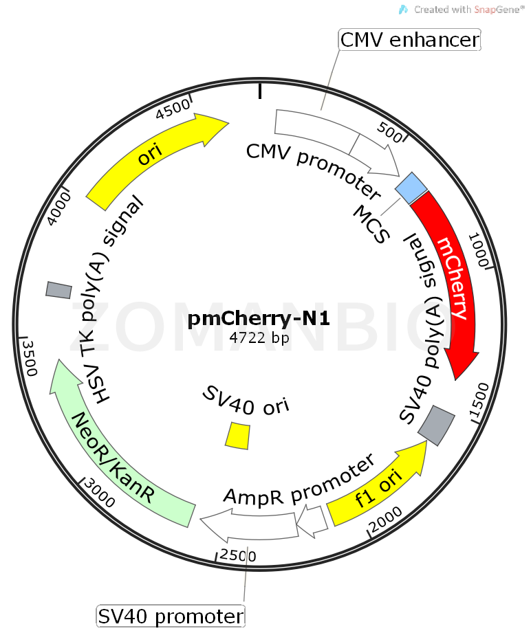 ZK437pmCherry-N1.png