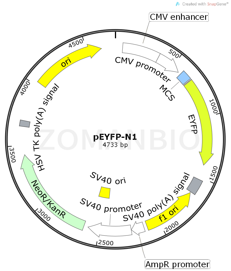ZK451pEYFP-N1.png