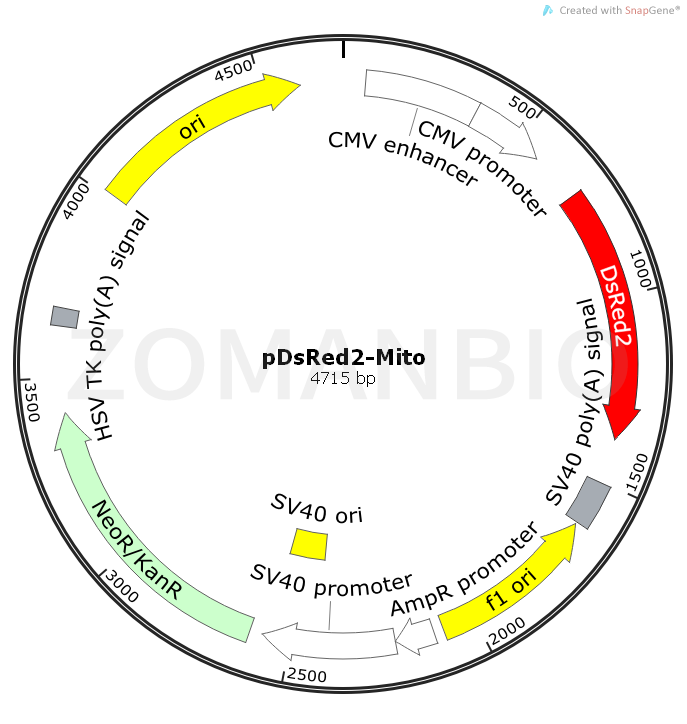 ZK526pDsRed2-Mito.png