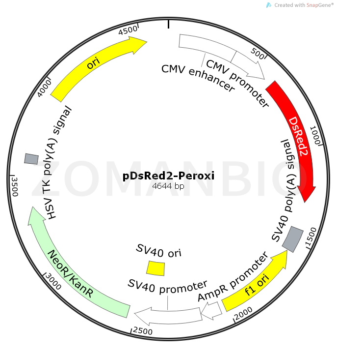 ZK528pDsRed2-Peroxi.png