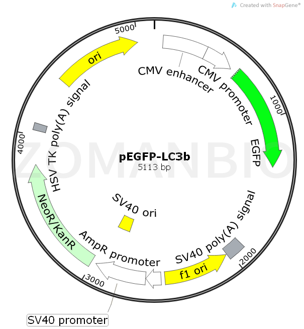 ZK535pEGFP-LC3b.png