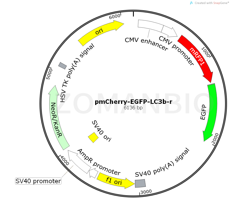 ZK542pmCherry-EGFP-LC3b-r.png
