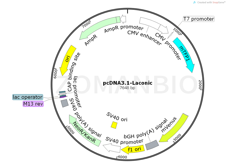 ZK555pcDNA3.1-Laconic.png