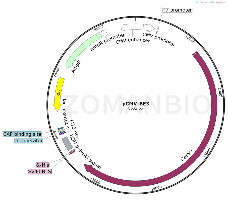 ZK682pCMV-BE3.png