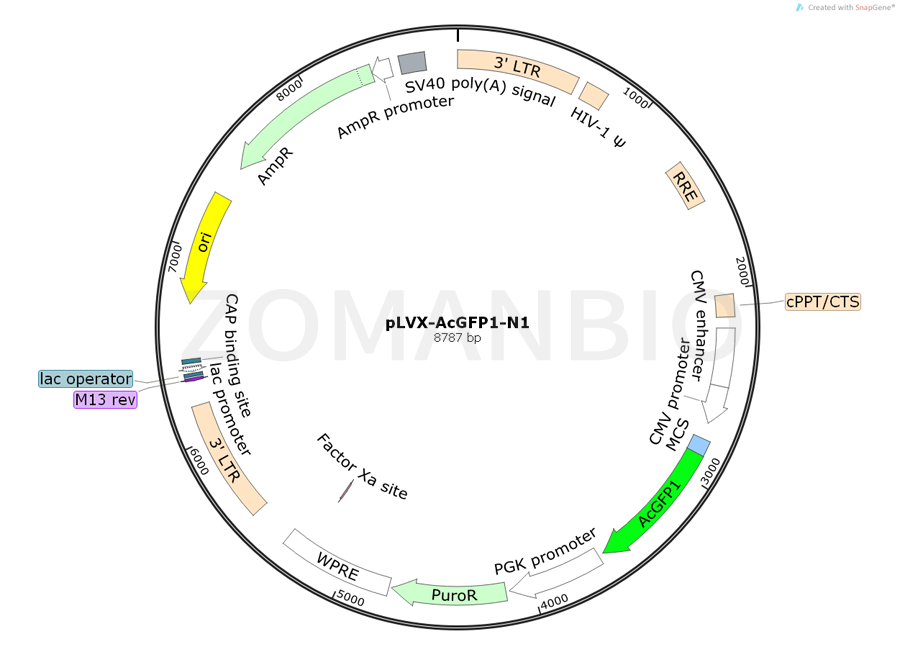 ZK767pLVX-AcGFP1-N1.png
