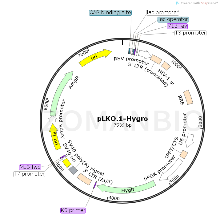 ZK813pLKO.1-Hygro.png