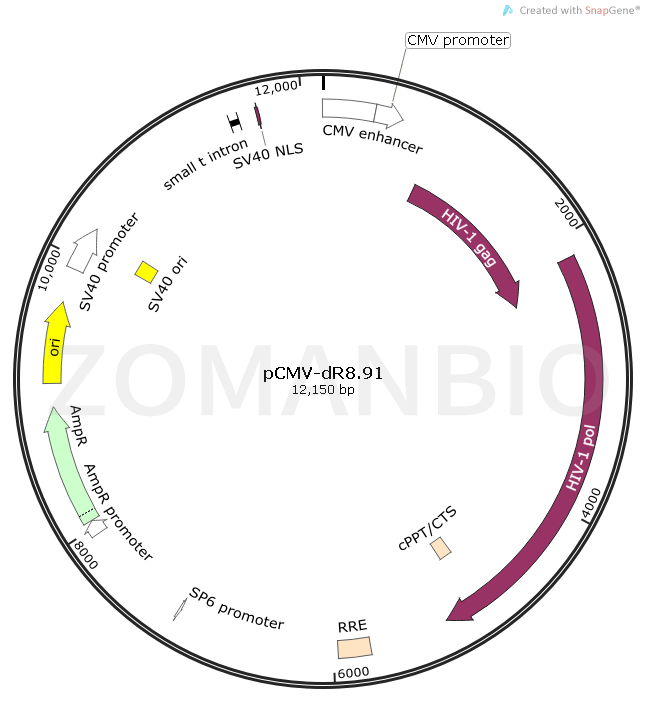 ZK836pCMV-dR8.91.png