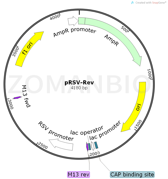 ZK842pRSV-Rev.png