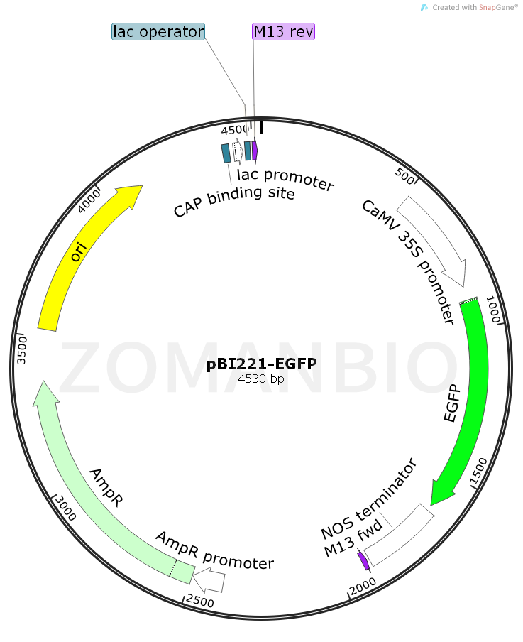 ZK855pBI221-EGFP.png
