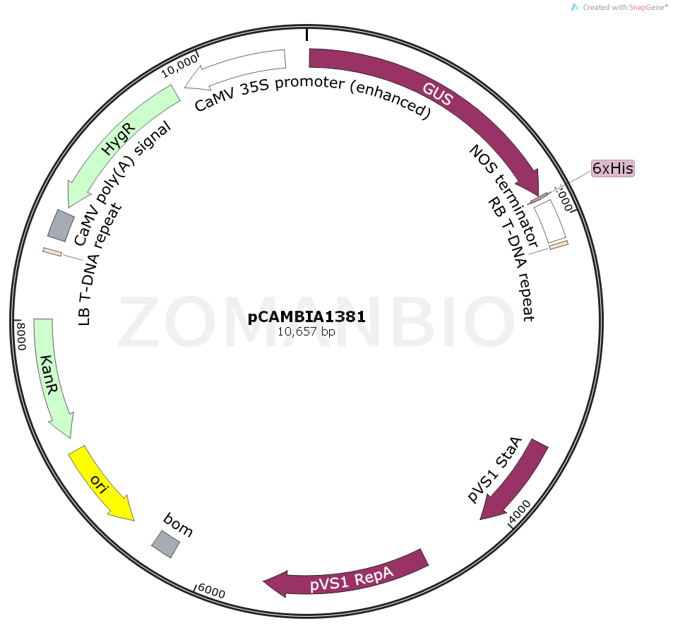 ZK864pCAMBIA1381.png