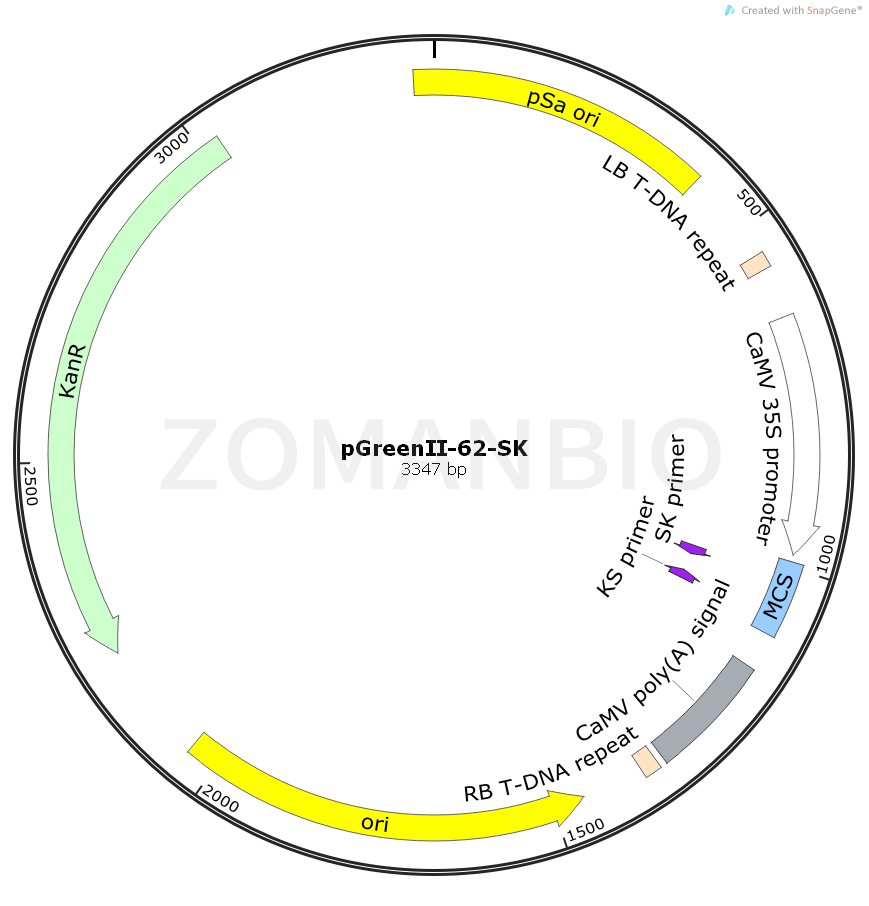 ZK887pGreenII-62-SK.png