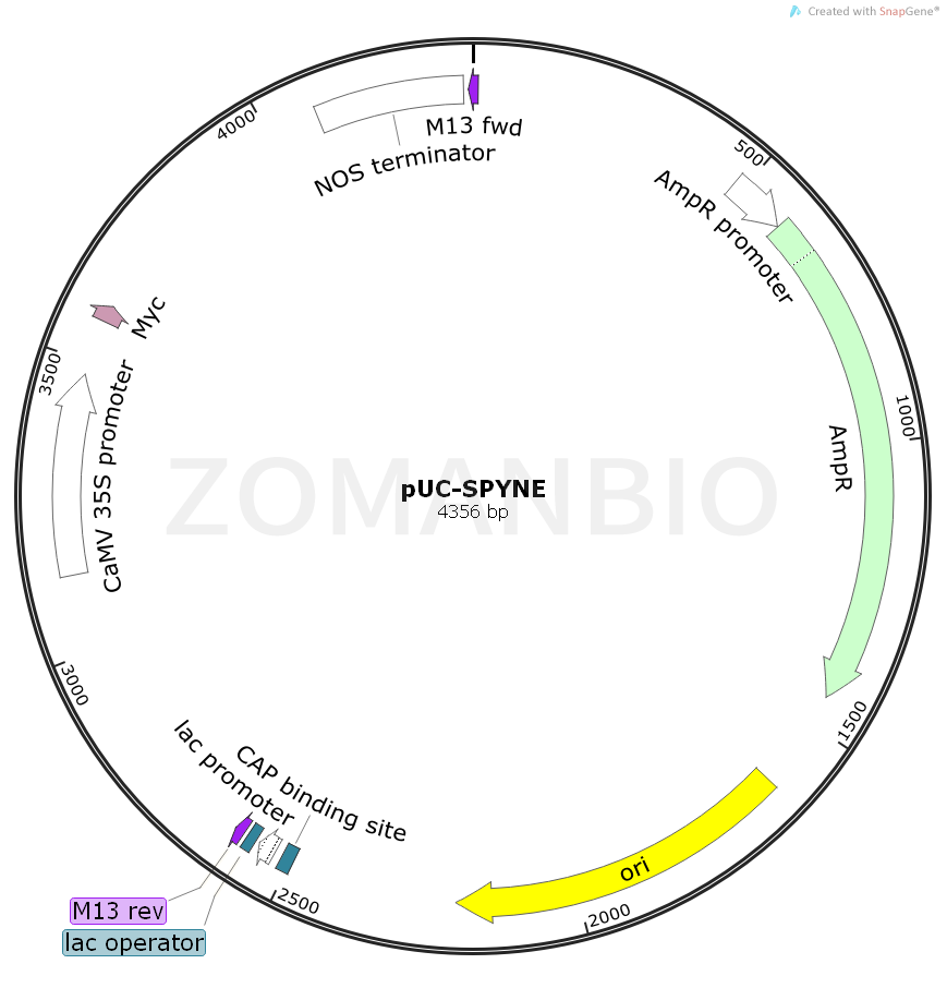 ZK893pUC-SPYNE.png