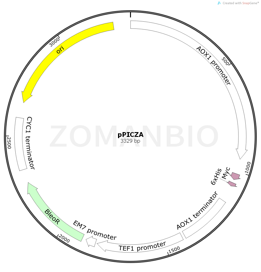ZK923pPICZA.png