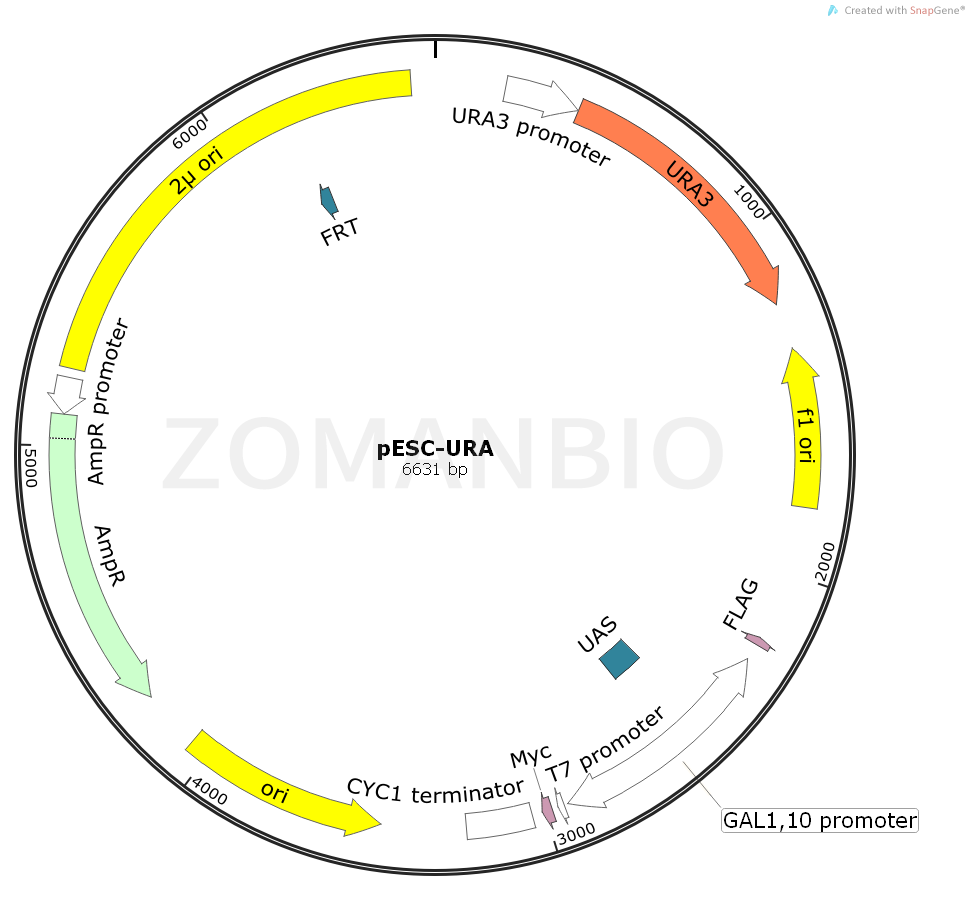 ZK945pESC-URA.png