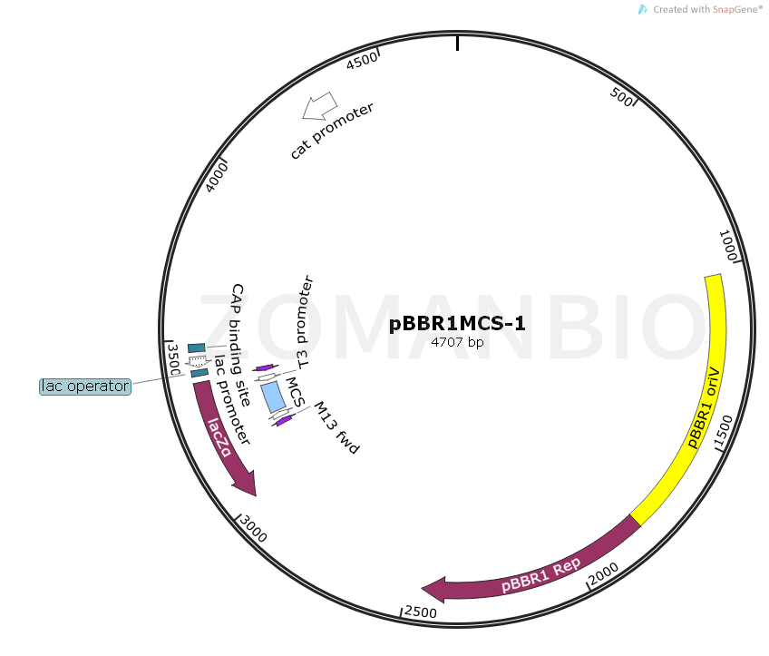 ZK1109pBBR1MCS-1广宿主表达质粒.png