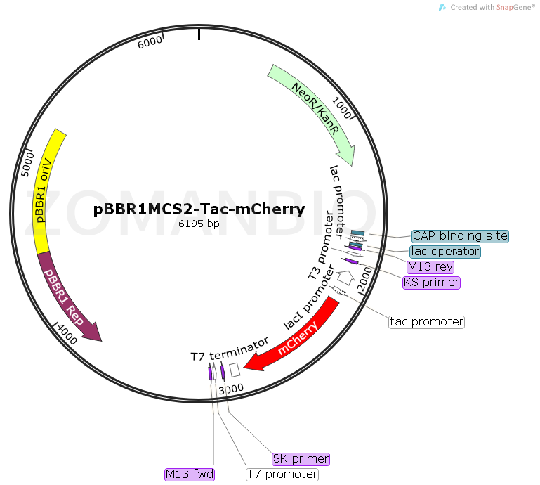 ZK1116pBBR1MCS2-Tac-mCherry.png