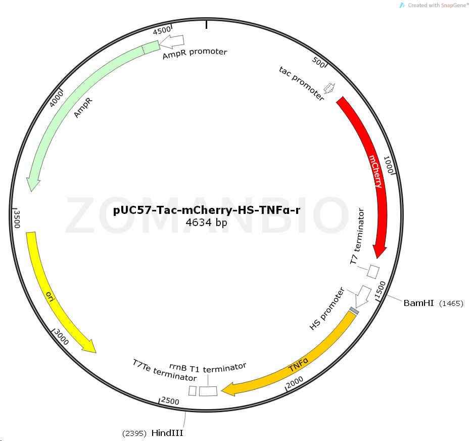 ZK1531pUC57-Tac-mCherry-HS-TNFα-r.png