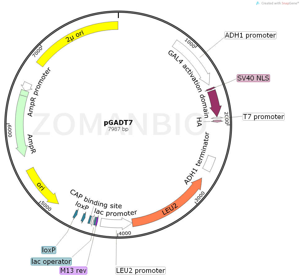 pGADT7（别名pGADT7AD）北京庄盟国际生物基因科技有限公司