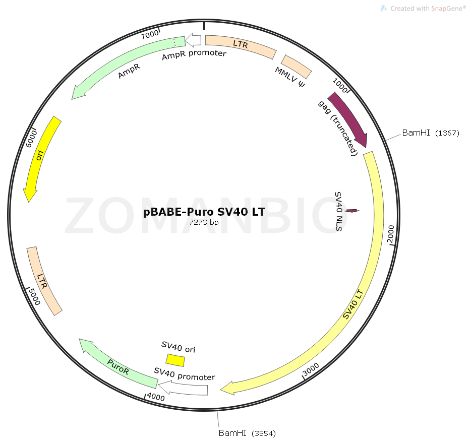 ZK1552 pBABE-Puro SV40 LT.png