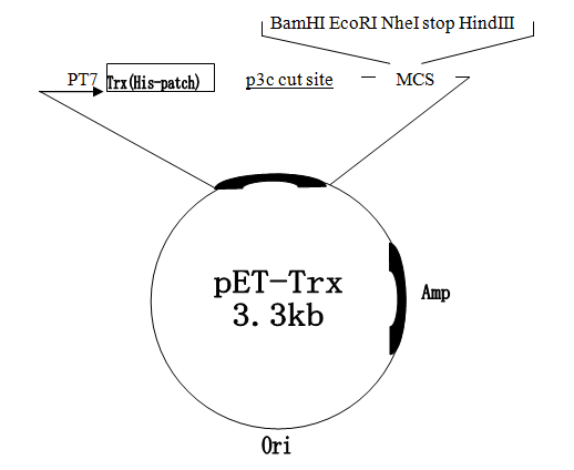 ZK1567 pET-Trx.png