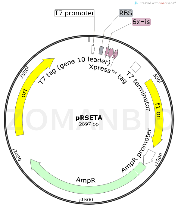 ZK1615 pRSETA.png