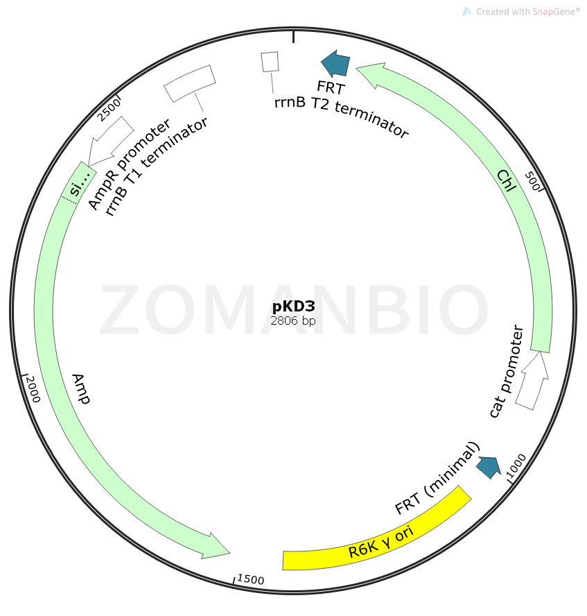 ZK1656 pKD3.png