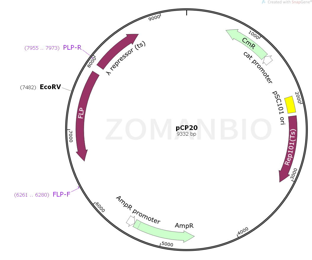 ZK1660 pCP20.png