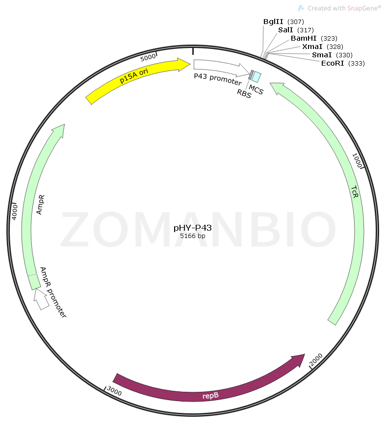 ZK1714 pHY-P43.png