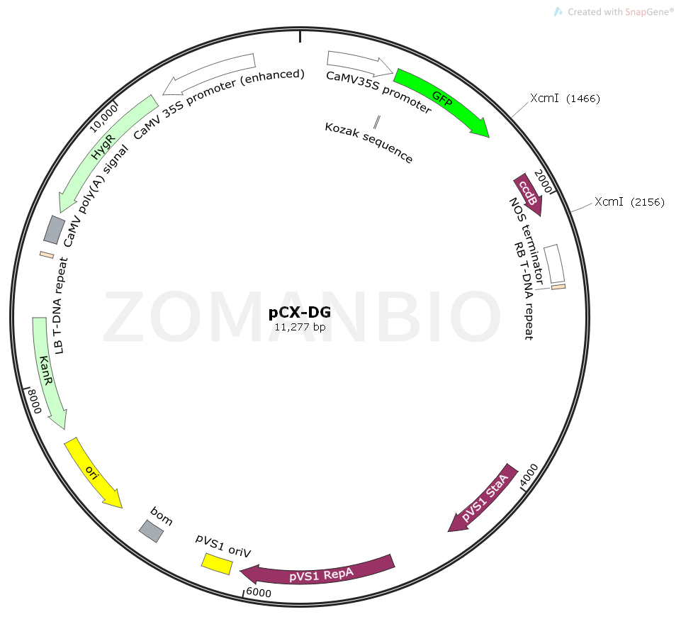 ZK1727 pCX-DG.png