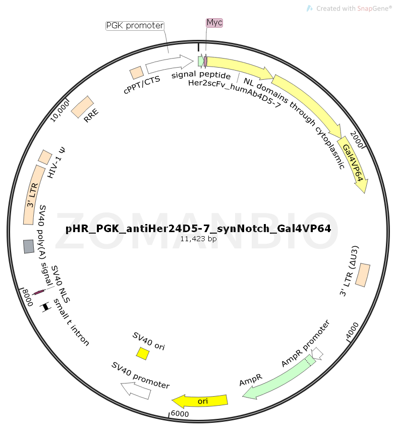 ZK1749 pHR_PGK_antiHer24D5-7_synNotch_Gal4VP64.png