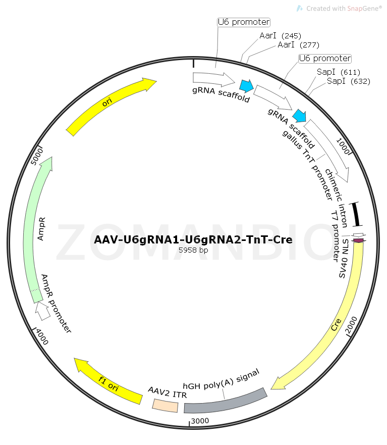 ZK1839 AAV-U6gRNA1-U6gRNA2-TnT-Cre.png