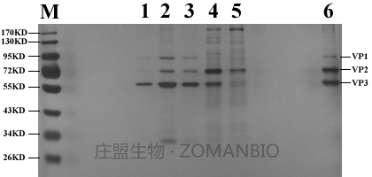 腺相关病毒技术服务ZC5000-图2.png