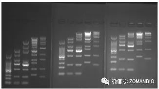 22.6 胶浓度效果图.jpg 图片